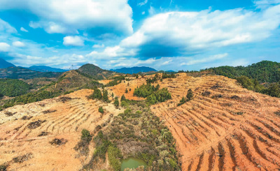 近年來(lái)，江西省撫州市南豐縣市山鎮(zhèn)竹源村因地制宜扶持當(dāng)?shù)剞r(nóng)戶利用荒山坡地種植油茶，使油茶成為山區(qū)群眾致富奔小康的綠色產(chǎn)業(yè)。圖為竹源村油茶種植區(qū)。 謝 東攝（人民視覺(jué)）